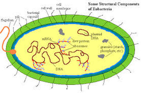 kingdom eubacteria chart
